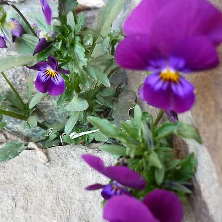 Couette-café Les Pensees